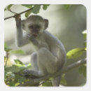 Pesquisar por monkey adesivos Animal