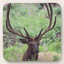 Pesquisar por alce porta copos Animal