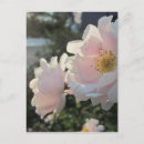 Pesquisar por rosas antigos cartoes postais Pastel
