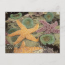 Pesquisar por recife de corais cartoes postais Litoral