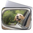 Pesquisar por golden capas Dog