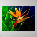 Pesquisar por pássaros tropicais pôsteres Tropical