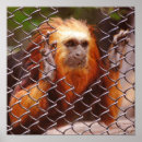 Pesquisar por tamarin pósteres pôsteres Animais selvagens
