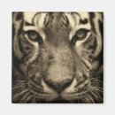 Pesquisar por predador imas Tigre