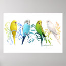 Pesquisar por budgie pôsteres Parakeet