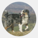 Pesquisar por border collie adesivos Foto