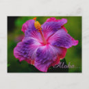 Pesquisar por flores tropicais cartoes postais Qualquer pessoa