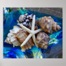 Pesquisar por seashell pósteres pôsteres Qualquer pessoa
