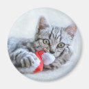 Pesquisar por pintura de cinza imas Gato