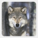 Pesquisar por lobo adesivos Neve