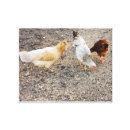 Pesquisar por galinha impressão de canvas fazenda