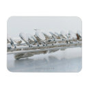 Pesquisar por cortado imas Instrumento de vento