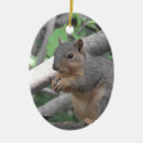Pesquisar por esquilo ornamentos Humor