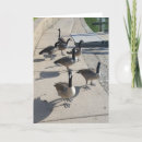 Pesquisar por aves aquáticas cartoes Paisagem