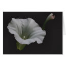 Pesquisar por flor da corriola Floral