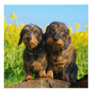 Pesquisar por do dachshund fotografia For her