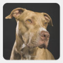 Pesquisar por pitbull adesivos Imagem da cor