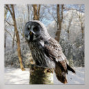 Pesquisar por floresta névoa pôsteres Neve