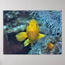 Pesquisar por garoupa pôsteres Recife