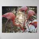 Pesquisar por flamingo pôsteres Natureza