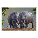 Pesquisar por hippo pôsteres Animais