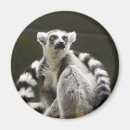 Pesquisar por lemurs imas Macaco