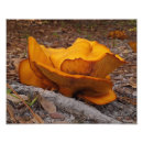 Pesquisar por raiz pósteres pôsteres Terra