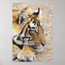 Pesquisar por tigre pôsteres Asiático