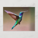 Pesquisar por hummingbird cartoes postais Foto