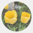 Pesquisar por plantas amarelas adesivos Tulipas