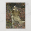 Pesquisar por lobos selvagens cartoes postais Lobo cinza