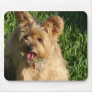 Pesquisar por filhote de cachorro yorkshire terrier Canino