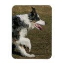 Pesquisar por de border collie imas Prumo e pam langrish