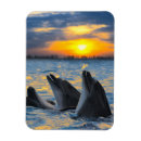 Pesquisar por golfinho azul imas Animais