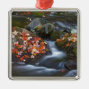 Pesquisar por carpa ornamentos Natureza