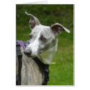 Pesquisar por whippets cartoes Sighthound