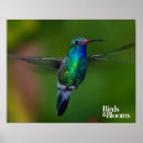Pesquisar por do colibri pôsteres Pássaros e flores
