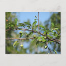 Pesquisar por plantas nativas cartoes postais Natureza