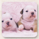 Pesquisar por buldogue inglês porta copos Horizontal