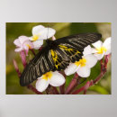 Pesquisar por micro pôsteres Flor