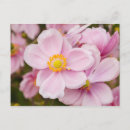 Pesquisar por flores japonesas cartoes postais Natureza