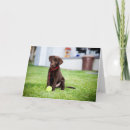 Pesquisar por chocolate labrador cartoes Animal