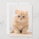 Pesquisar por gato alaranjado cartoes Gatinho