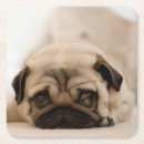 Pesquisar por pugs porta copos Cão