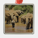 Pesquisar por elefante africano ornamentos Loxodonta africana