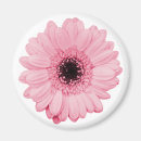Pesquisar por gerberas imas Bonito