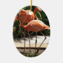 Pesquisar por flamingos ornamentos Tropical