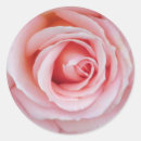 Pesquisar por brandamente rosa Floral