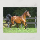 Pesquisar por trotting cartoes postais Horse