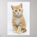 Pesquisar por malhados gatos pósteres pôsteres Fotografia